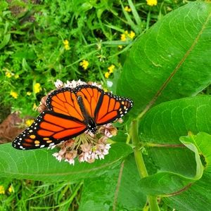 Summer sale on clothes buy 1 half off second item!